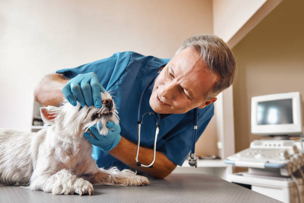 Best Emergency Dental Care for Trauma or Injury in Sandy Hook, CT